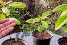 牛油果的种植管理,通常用种子繁殖 牛油果的种植管理,通常用种子繁殖