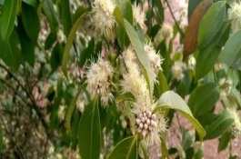 野桂花的生长习性，一般是指柃木