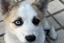 柯基犬的优缺点，可能是患有虹膜异色症