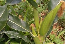 SZ18玉米栽培技术要点，适宜播期6月上中旬