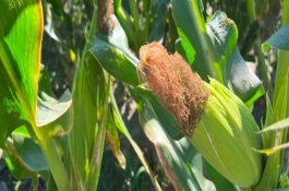 纪元158玉米栽培技术要点，生育期104天