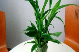 富贵竹叶子长斑点有什么可以去除，适宜生长在阴凉的环境中