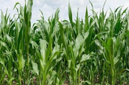 辽绿158玉米栽培技术要点，放赤眼蜂防治玉米螟虫