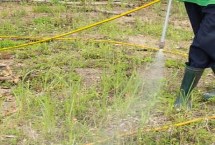 草甘膦残留期多长，严禁使药液接触蔬菜等作物以防药害