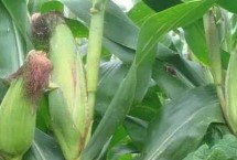 富民26玉米栽培技术要点，春季一般于四月下旬适时播种