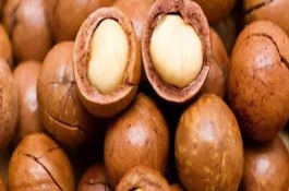 夏威夷果中国能种植吗，干旱时坚持每天浇水1-2次