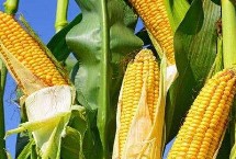 香甜糯968玉米栽培技术要点，该品种为甜糯玉米品种