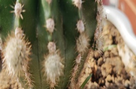 仙人球施什么肥可以长得快，夏季每隔1-2周浇一次