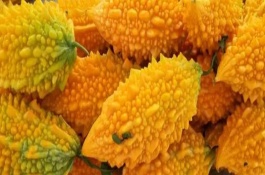 癞瓜简介，播种前先对种子进行催芽处理