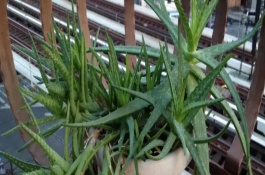 没根的小芦荟能水培吗，先将基部的叶片掰掉几个有利于出根