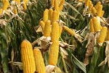 广青8号玉米栽培技术要点，春播平均生育期117.0天