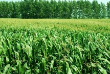 华纬107玉米栽培技术要点，适宜播种期4月下旬—5月上旬