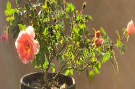 爬藤月季冬季如何修剪，花茎带刺