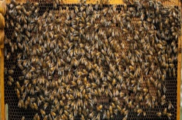 强群失王的表现，保证适宜的环境、气候、蜜源等