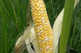 乌蒙珍珠糯1号玉米栽培技术要点，注意防治丝黑穗病
