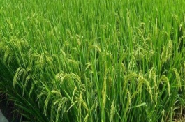 光泰68小麦栽培技术要点，适宜播种期10月上中旬