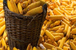 源玉9玉米栽培技术要点,中抗大斑病