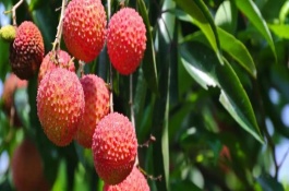 荔枝的挑选方法，主要生产地区在我国的广东、广西、四川等