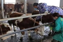 养牛防疫用什么药呢,接种疫苗时切勿超剂量使用