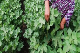 怎么避免棉花疯长，包括常规整枝、免整枝和简化整枝等