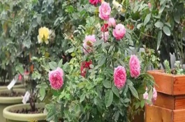 蔷薇叶子干枯能不能存活，根据发生原因采取对应措施便不会死亡