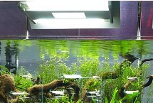 </strong><strong>鱼缸</strong><strong>氧气太多好不好，根据鱼儿的饲养密度决定