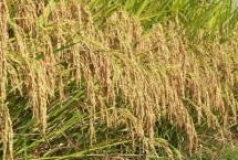 中泰优银粘水稻栽培技术要点，早造全生育期124～129天