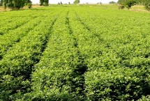 甘草要经过几年才能收获，净度高的种子可以直播