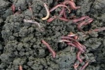 蚯蚓繁殖速度有多快，大约可繁殖出2000-3000条左右