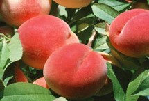 四川省简阳市的特产，有“天府雄州”之称