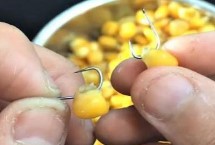 适钓鱼种，嫩玉米则可直接挂钩作钓