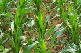 京科甜2000玉米栽培技术要点，适宜种植密度3500株/亩