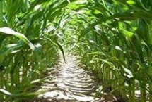 锦润968玉米栽培技术要点，中抗穗腐病