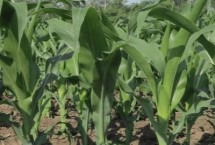 桂单691玉米栽培技术要点，中抗小斑病