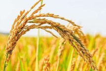 申优42水稻栽培技术要点，全生育期162.6d