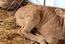 新生犊牛死亡原因及预防措施，晴朗天气要将牛犊牵到舍外让它自由活动