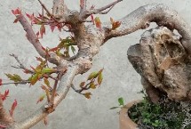 三角枫的繁殖方法，及时剪掉辅养枝