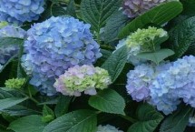 绣球花种植注意事项，室内盆栽以稍干燥为好