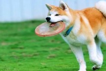 饲养秋田犬的注意事项，具有稳重机警、胆大独立、高傲等特点