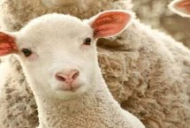 绵羊一年剪几次羊毛，不同种类用途不同