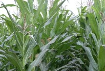 五谷621玉米栽培技术要点，中抗丝黑穗病