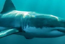 牛鲨和大白鲨哪个更凶猛，大白鲨更凶猛但牛鲨更容易袭人