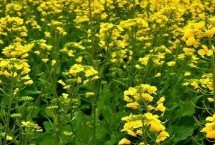 如何防治油菜菌核病，花瓣易产生水渍病斑