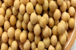 于豆99大豆栽培技术要点，中等以上肥力地块上种植