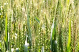 邓麦996小麦栽培技术要点，生育期204天