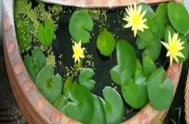 萍蓬草的养殖注意事项，适宜在阳光充足且温暖的环境下生长