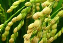 Q糯2号水稻栽培技术要点，全生育期140～163天