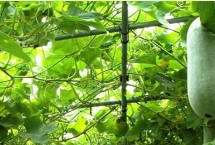 冬瓜忌什么肥料，根据冬瓜需肥的特点来施肥