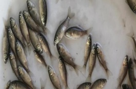 鲫鱼产卵多久结束，一般为3天左右