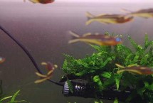 霓虹燕子好不好养，养殖难度比较高